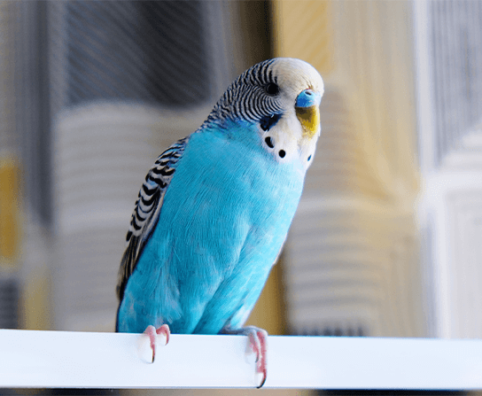 Avian Care