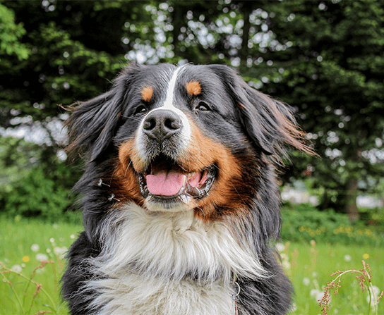 Canine Rehabilitation