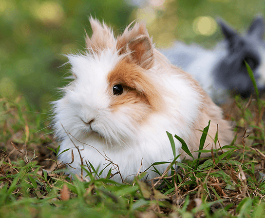Exotic & Pocket Pets