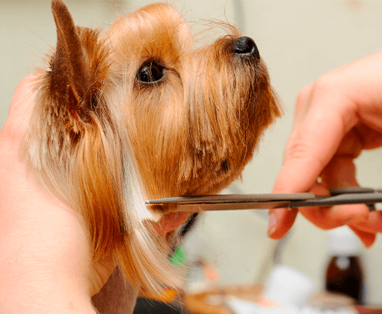 Grooming