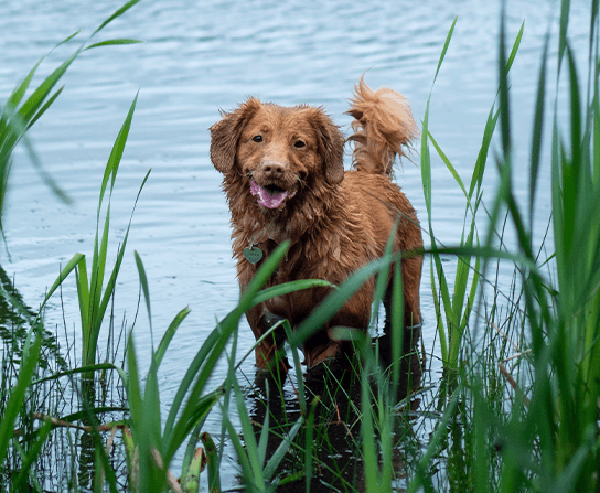 Heartworm Prevention