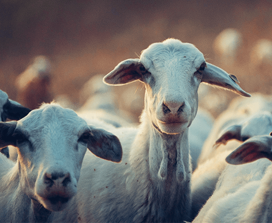 Large Animal/Livestock Services