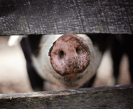 Pot-Bellied Pigs