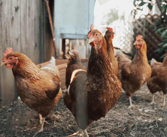 Poultry Care