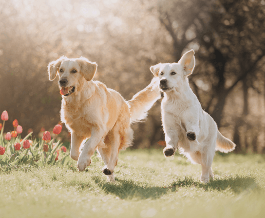 Wellness Care for Dogs