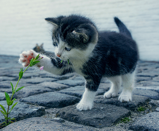 Wellness Care for Kittens