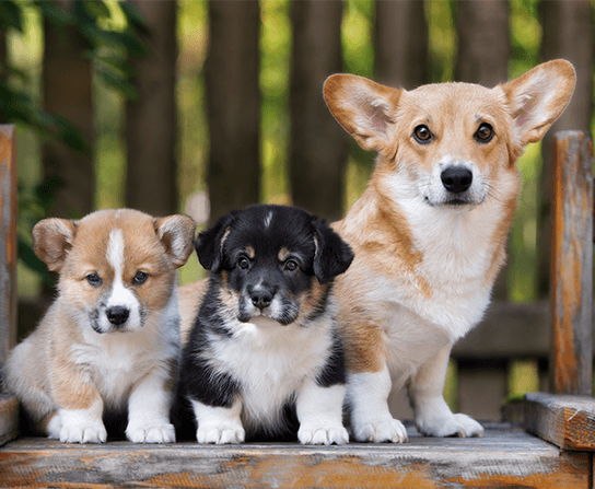 Wellness Care for Puppies