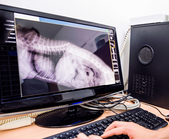 X-Rays